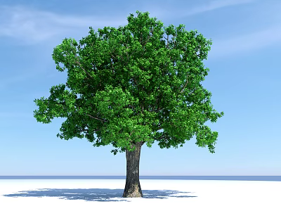 Sunlit Lush Tree With Green Leaves Brown Trunk Shadow On White Ground Against Blue Sky 3d model