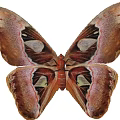 Sapium tallow large silkworm moth Huang moth Atlas moth snakehead moth snakehead butterfly overlord butterfly overlord moth and other insect animals 3d model
