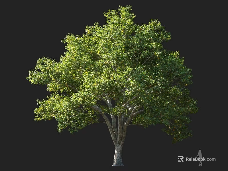 Tall Arbor With Lush Green Leaves And Vibrant Foliage In Natural Setting 3d model 
