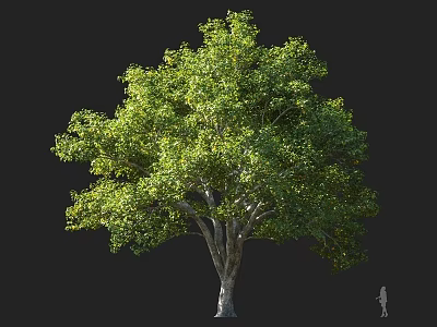 Tall Arbor With Lush Green Leaves And Vibrant Foliage In Natural Setting 3d model