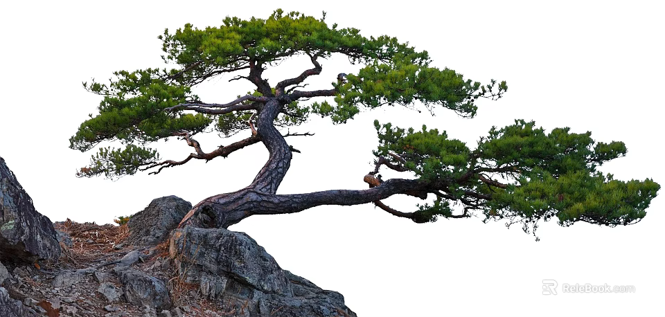 Lush Green Tree with Curved Trunk and Dense Foliage Growing on Rocky Surface 3d model 