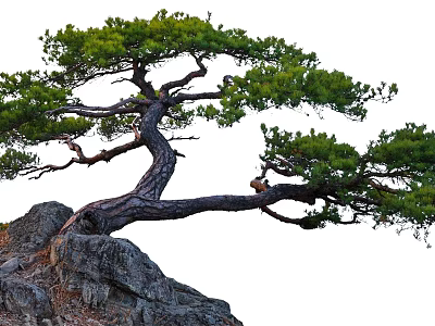Lush Green Tree with Curved Trunk and Dense Foliage Growing on Rocky Surface 3d model