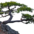 Lush Green Tree with Curved Trunk and Dense Foliage Growing on Rocky Surface