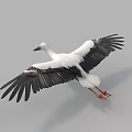 White Flying Bird With Black Wings Long Beak And Red Feet In Gray Sky