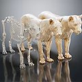 Detailed Animal Anatomical Medical Device Models for Medical Education with Skeletal Muscular Structures