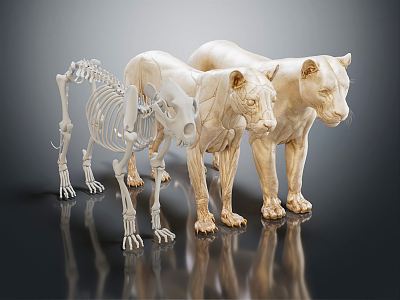 modern skeleton lion skeleton animal skeleton 3d model