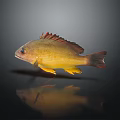 Yellow Fish With Red Fins Swimming On Dark Background With Reflection