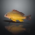 Modern Fish Marine Fish Yellow Flower Fish Food Fish Tropical Fish Ornamental Fish Marine Life 3d model