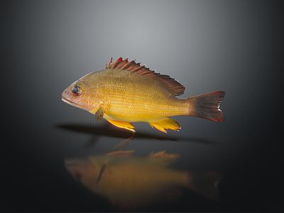 Modern Fish Marine Fish Yellow Flower Fish Food Fish Tropical Fish Ornamental Fish Marine Life 3d model