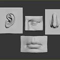 Medical Instruments Anatomical Models For Human Sensory Organs Ear Eye Nose Mouth Educational Training