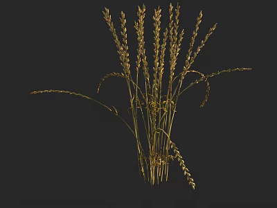 Elegant Golden Dried Grass Stems With Natural Texture On Black Background 3d model