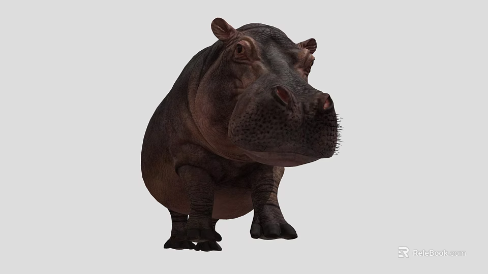 Realistic 3D Hippopotamus Figure With Detailed Skin Texture And Natural Standing Pose 3d model 