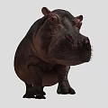 Realistic 3D Hippopotamus Figure With Detailed Skin Texture And Natural Standing Pose