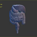 Human Abdominal Organs 3D Anatomical Model Showing Liver Stomach And Intestines