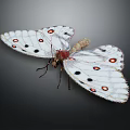 White Butterfly With Black Spots And Red Dots On Dark Background 3d model