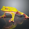 Vibrant Green And Yellow Frog Sitting On Reflective Black Surface With Pink Limbs
