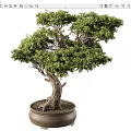 Decorative Indoor Bonsai Plant With Lush Green Foliage And Textured Trunk In Brown Ceramic Pot