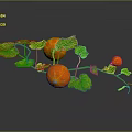 Vine Plant Growing with Small Orange Fruits and Fresh Green Leaves on Dark Background