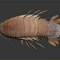Giant Isopod Marine Animal With Pink Segmented Body Long Antennae And Multiple Legs