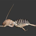 Striped Reptile with Elongated Appendages on Black Background Detailed View