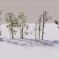 Various Bamboo Plants With Different Heights And Green Leaves In Natural Scene