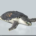 Detailed Sea Turtle Reptile With Number 132 On Shell And Green Eyes