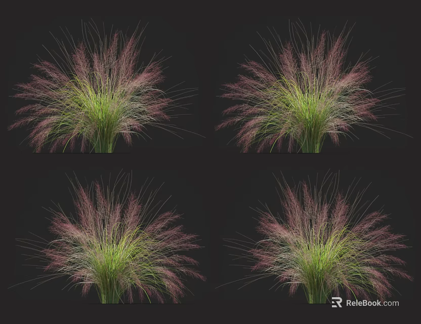 Green Foliage Ornamental Grass With Purple Pink Plumes On Black Background 3d model 