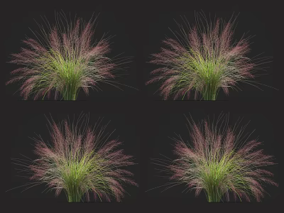 Green Foliage Ornamental Grass With Purple Pink Plumes On Black Background 3d model