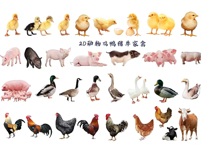 2D Animal Chicken Duck Pig Cattle Poultry 3d model