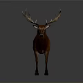Majestic Brown Deer With Large Antlers Standing On Gray Background