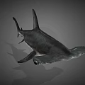 Hammerhead Shark Marine Aquatic Animal With Distinctive Hammer Shaped Head Features