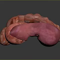 Abdominal Organs 3D Anatomical Model Showing Detailed Structure And Blood Vessels