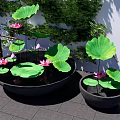 Zen Style Fish Tank Aquarium with Lotus Plants and Green Wall