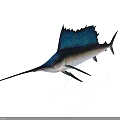 Swordfish With Long Bill And Blue Dorsal Fin On White Background