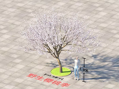 Wild Cherry Plum Flowering Tree 4.5 Meters Tall 3 Meters Canopy with White Blossoms 3d model
