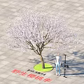 Wild Cherry Plum Flowering Tree 4.5 Meters Tall 3 Meters Canopy with White Blossoms