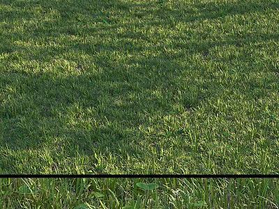 Lush Green Grass Field With Fresh Blades Under Sunlight Natural View 3d model