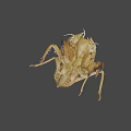 Cicada Exuvia Exoskeleton Showing Detailed Natural Structure And Yellowish Features