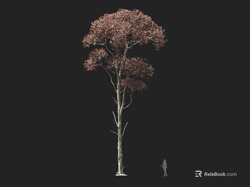 Tall Deciduous Tree With Red Foliage Slender Trunk And Human Figure Against Black Background 3d model 