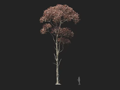 Tall Deciduous Tree With Red Foliage Slender Trunk And Human Figure Against Black Background 3d model
