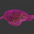 Sea Turtle with Brown Orange Patterned Shell Resting on Dark Background