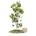 Lush Arbor With Red Fruits Green Leaves And Wooden Barrel On Grass
