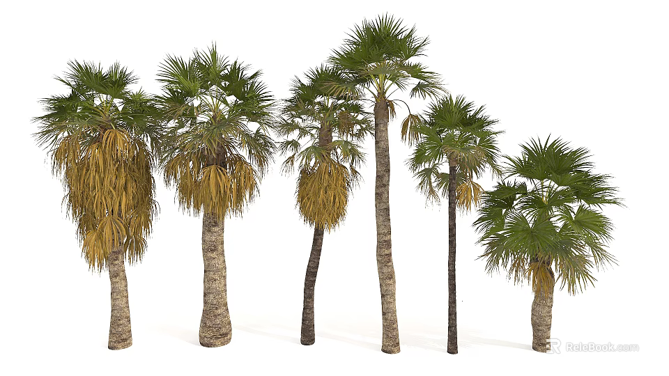 Palm Trees in Various States with Upright Trunks and Green Yellowing Fronds 3d model 