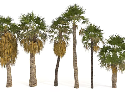 Palm Trees in Various States with Upright Trunks and Green Yellowing Fronds 3d model