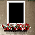 Red and White Flowers in Hanging Flower Pot on Weathered Wall Window