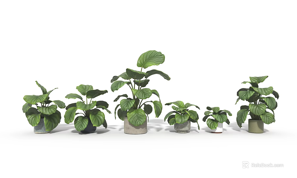 Various Bonsai Potted Plants With Large Green Leaves And Different Decorative Pots 3d model 