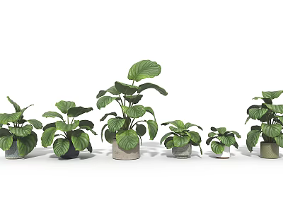 Various Bonsai Potted Plants With Large Green Leaves And Different Decorative Pots 3d model