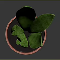 Indoor Green Plant with Striped Long Leaves in Red Terracotta Pot for Home Decor