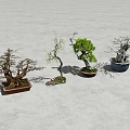 Different Bonsai Plants With Twisted Branches Green Foliage And Ceramic Pots 3d model