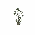 Bonsai Plant with Lush Green Leaves and Natural Potted Design for Indoor Home Decor